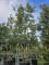 Afbeelding Steeneik - Quercus ilex