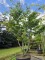 Afbeelding Perzisch IJzerhout - Parrotia persica