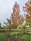 Afbeelding Amberboom - Liquidambar styraciflua 'Stared'