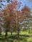 Afbeelding Rode beuk - Fagus sylvatica 'Atropunicea'