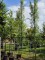 Afbeelding Gouden regen als zuilvorm - Laburnum Yellow Rocket