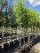 Afbeelding Chinese dadel boom - Ziziphus 'Jujuba'