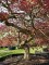 Afbeelding Japanse esdoorn - Acer palmatum 'Garnet'