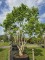 Afbeelding Zevenzonenboom - Heptacodium miconioides