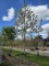Afbeelding Rode sierappel met witte bloesem - Malus 'Red Sentinel'