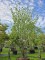 Afbeelding Japanse Grootbloemige kornoelje - Cornus kousa