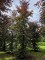 Afbeelding Rode beuk - Fagus sylvatica 'Atropunicea'