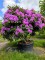 Afbeelding Rhododendron - Rhododendron 'Catawbiense Boursault'