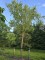Afbeelding Kronkelwilg - Salix babylonica 'Tortuosa'