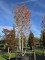 Afbeelding Esdoorn 'Autumn Blaze' - Acer x freemanii 'Autumn Blaze'