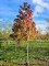 Afbeelding Amberboom met spectaculaire herfstkleuren. - Liquidambar styraciflua