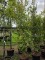 Afbeelding zuilvormige Ginkgo - Ginkgo biloba fastigiata 'Blagon'