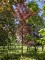 Afbeelding Rode beuk - Fagus sylvatica 'Atropunicea'