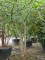 Afbeelding Netelboom - Celtis Occidentalis