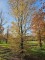 Afbeelding inheems haagbeuk - Carpinus betulus