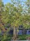 Afbeelding Kustmammoetboom 'Illa Martin' - Sequoia sempervirens 'Illa Martin'