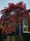 Afbeelding Japanse Esdoorn - Acer palmatum 'Garnet'
