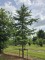 Afbeelding Himalayaceder - Cedrus deodara
