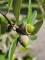 Afbeelding Steeneik - Quercus ilex
