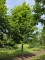 Afbeelding Smalle zuilvormige haagbeuken op halfstam - Carpinus betulus 'Frans Fontaine'   (Fastigiata)