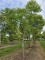 Afbeelding Doodsbeenderenboom - Gymnocladus dioica