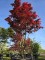 Afbeelding Japanse esdoorn - Acer palmatum 'Bloodgood'