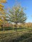 Afbeelding Schijnparrotia - Sycoparrotia semidecidua 'Prins Claus'