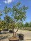 Afbeelding Papieresdoorn - Acer griseum