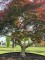 Afbeelding Japanse esdoorn - Acer palmatum 'Garnet'