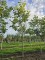 Afbeelding Walnoot 'Cyril' - Juglans regia 'Cyril'