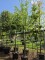 Afbeelding Appel 'Schone van Boskoop' - Malus domestica 'Schone van Boskoop'