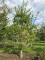 Afbeelding Haagbeuk - Carpinus Betulus