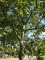Afbeelding Sappige handappel Lombarts - Malus domestica 'Lombarts'