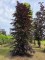 Afbeelding Rode beuk - Fagus sylvatica 'Atropunicea'