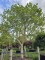 Afbeelding Magnolia 'Susan' - Magnolia 'Susan'