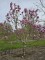 Afbeelding Magnolia - Magnolia 'Susan'
