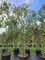 Afbeelding Steeneik - Quercus ilex