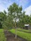 Afbeelding Oostenrijkse den - Pinus nigra 'Nigra'