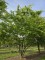 Afbeelding Japanse Zelkova - Zelkova serrata