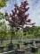 Afbeelding Amerikaanse Judasboom - Cercis canadensis 'Forest Pansy'