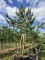 Afbeelding Grove den - Pinus sylvestris
