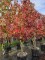 Afbeelding Amberboom - Liquidambar styraciflua
