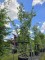 Afbeelding Steeneik - Quercus ilex