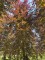 Afbeelding Rode Beuk - Fagus sylvatica 'Atropunicea'