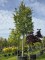 Afbeelding Perzisch IJzerhout - Parrotia persica