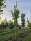 Afbeelding Japanse sierkers - Prunus 'Sunset Boulevard'