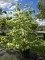 Afbeelding Japanse Grootbloemige kornoelje - Cornus kousa