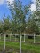 Afbeelding Appel 'Schone van Boskoop' - Malus domestica 'Schone van Boskoop'