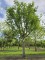 Afbeelding Vleugelnoot - Pterocarya fraxinifolia