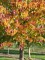 Afbeelding Katsuraboom - Cercidiphyllum japonicum